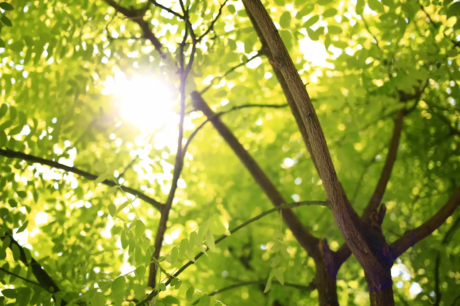 Hero image of a forest with trees